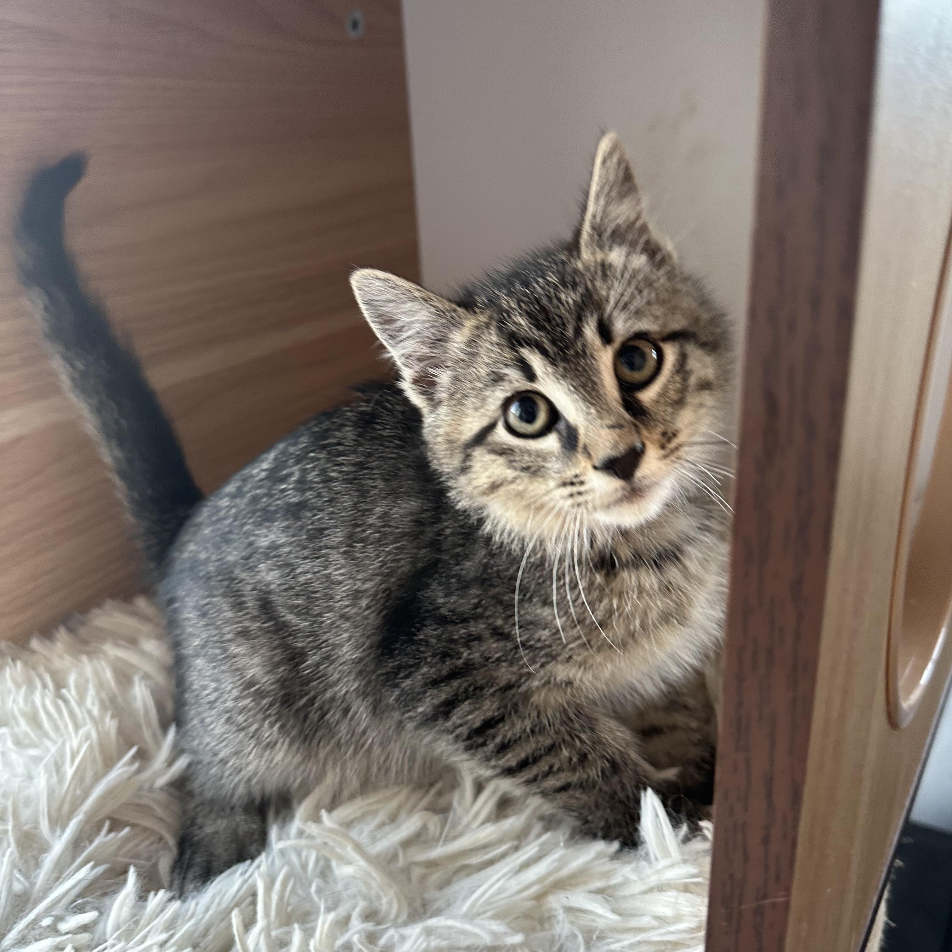 Enlarge Dino (Barney's brother), a ADOPTABLE Domestic Short Hair in Santa Monica, CA image 2/6