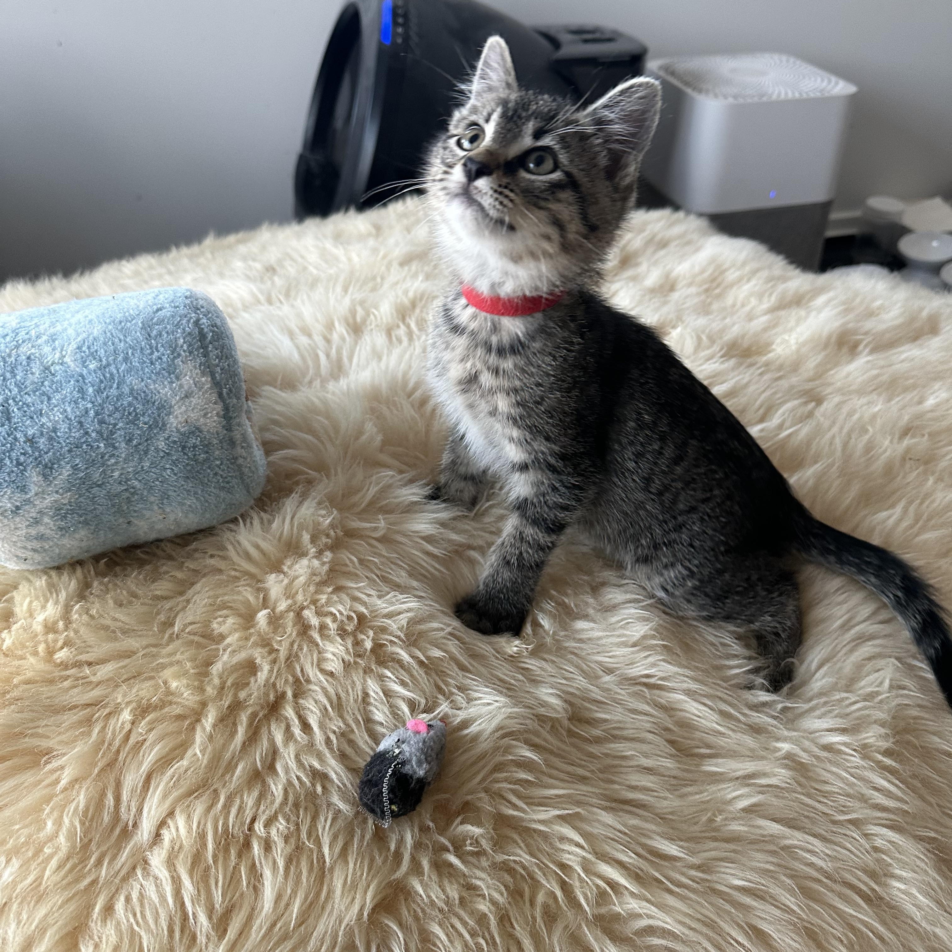 Enlarge Dino (Barney's brother), a ADOPTABLE Domestic Short Hair in Santa Monica, CA image 3/6