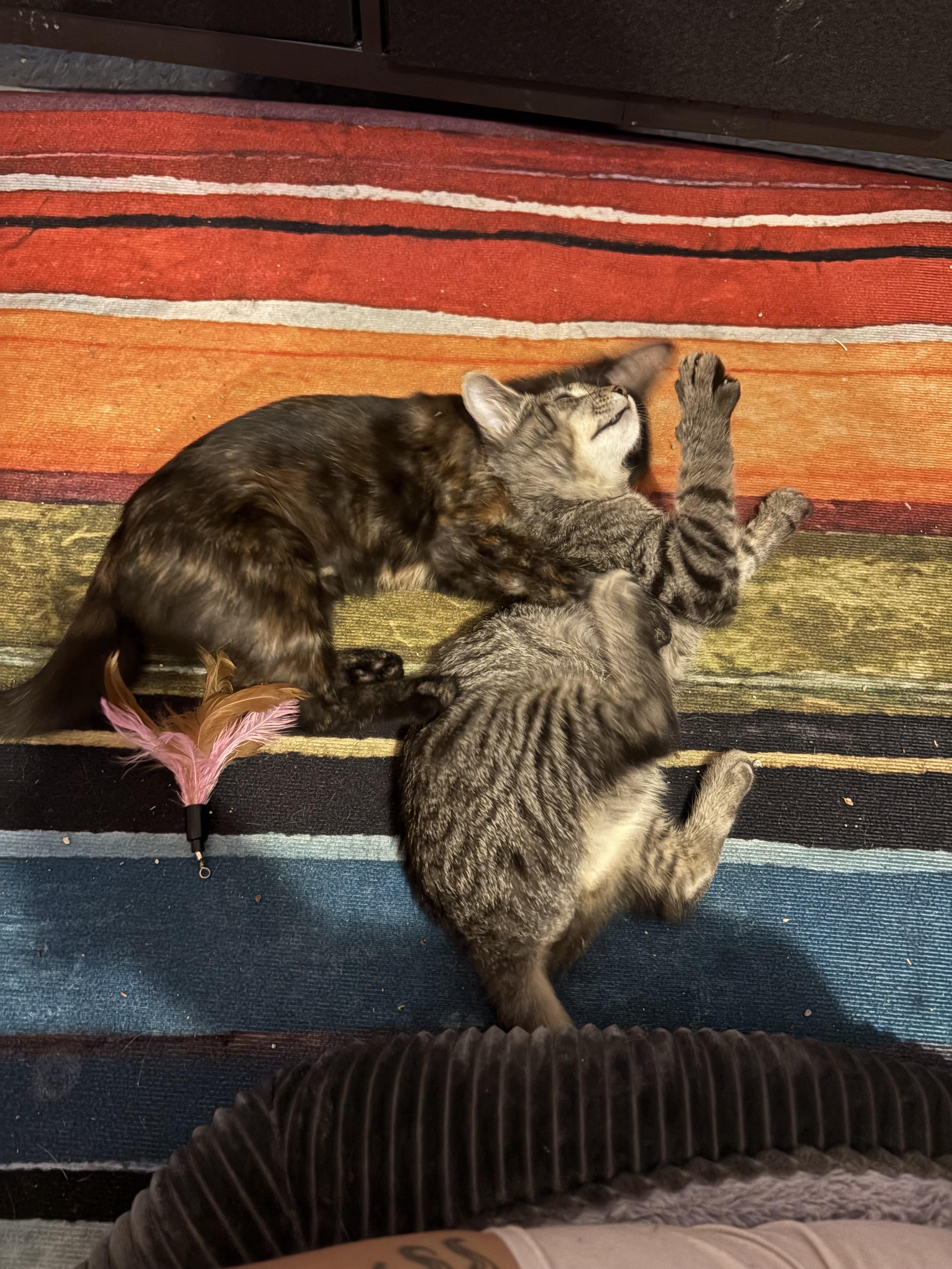 Enlarge Spaghettio, a ADOPTABLE Domestic Short Hair in Chesapeake Beach, MD image 5/5