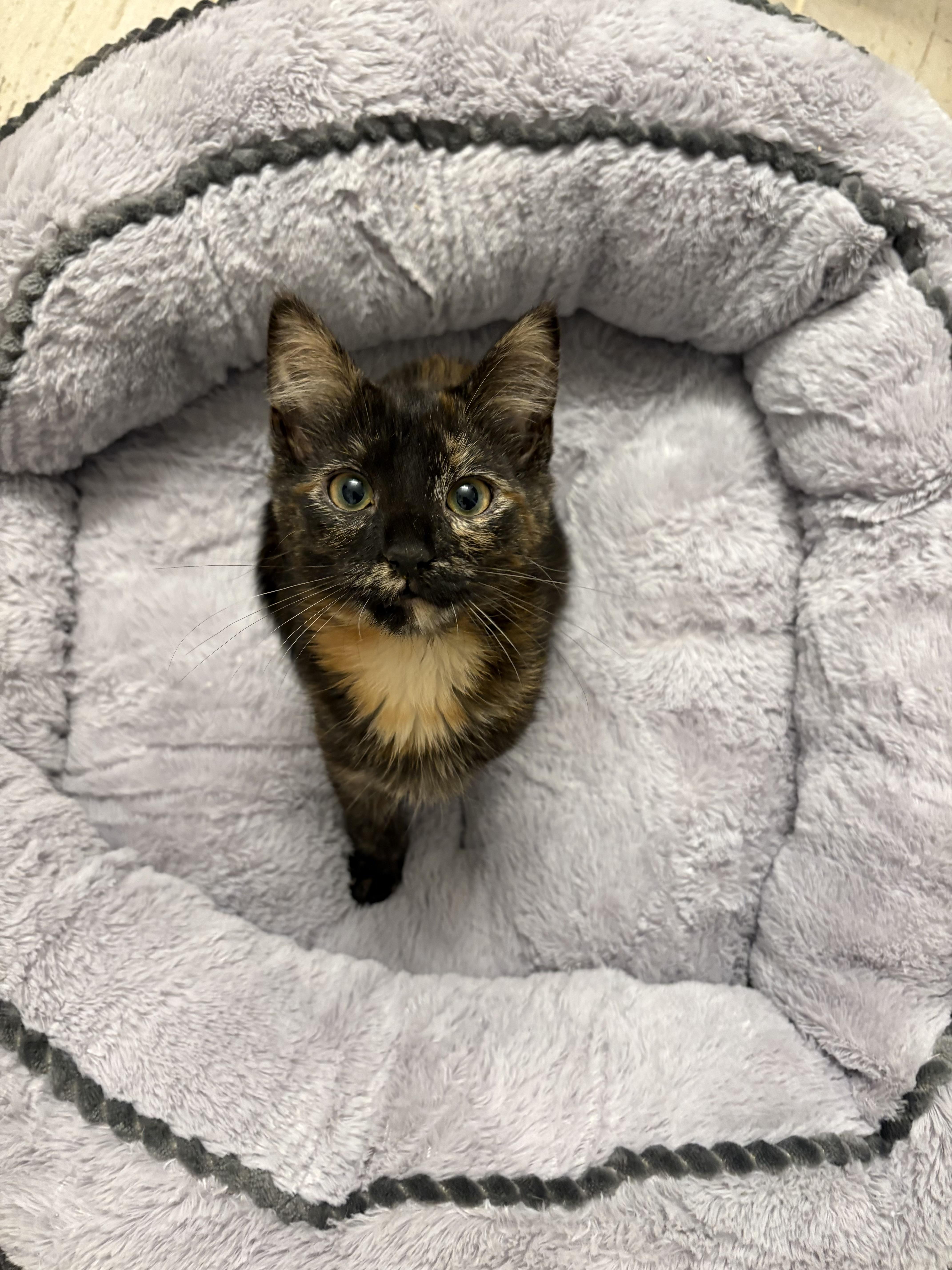 Enlarge Spaghettio, a ADOPTABLE Domestic Short Hair in Chesapeake Beach, MD image 1/5