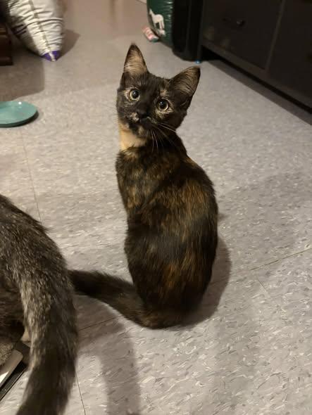 Enlarge Spaghettio, a ADOPTABLE Domestic Short Hair in Chesapeake Beach, MD image 2/5