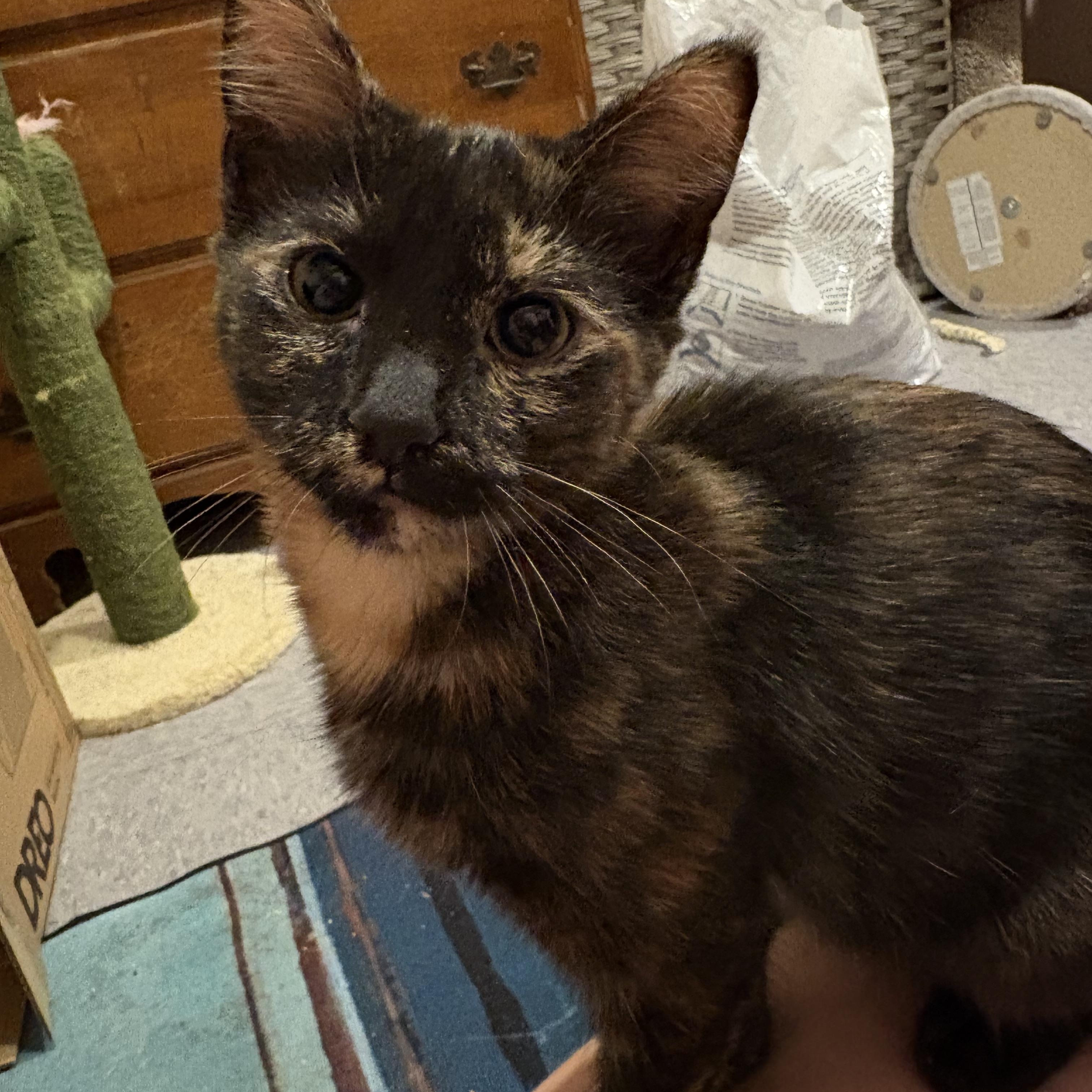 Enlarge Spaghettio, a ADOPTABLE Domestic Short Hair in Chesapeake Beach, MD image 3/5