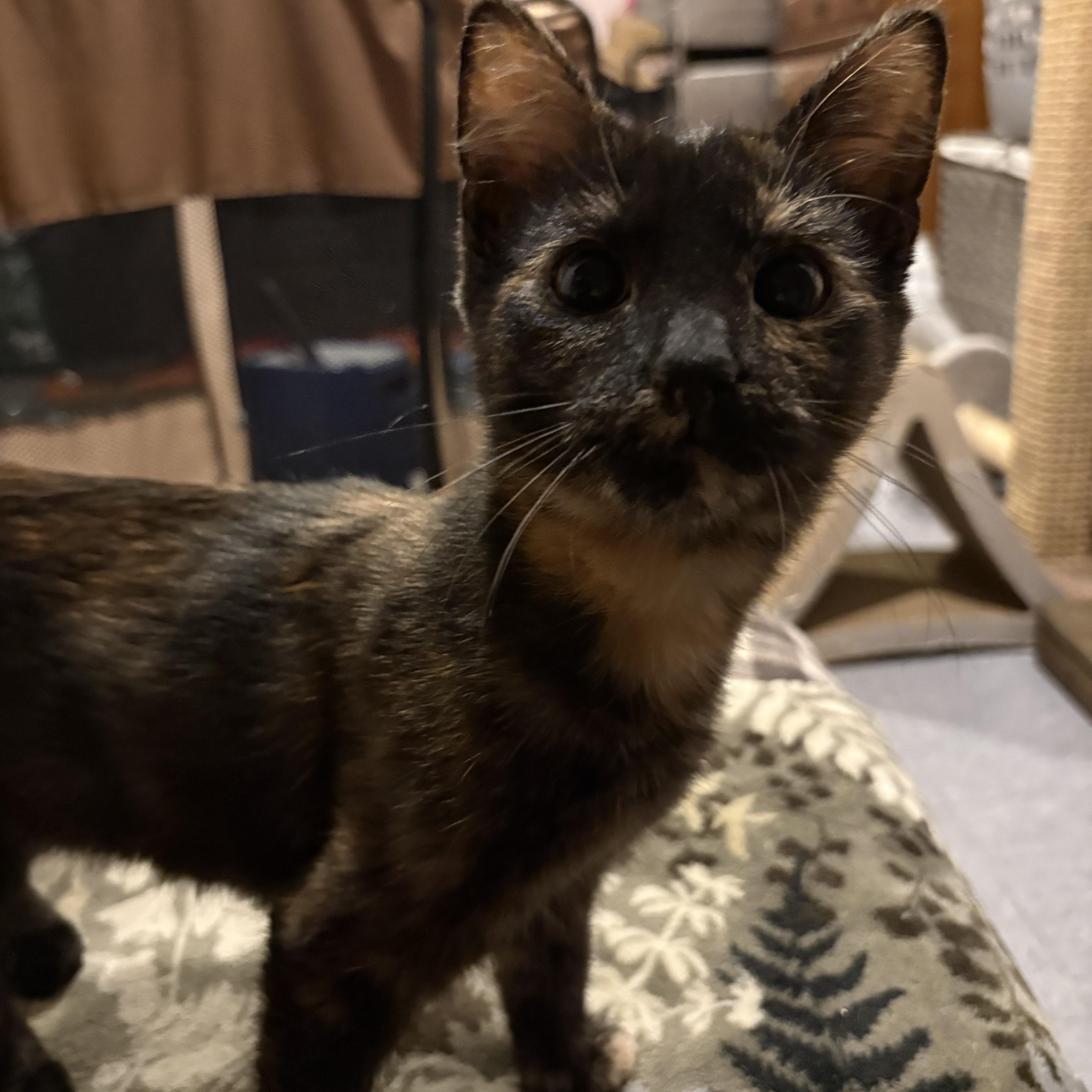 Enlarge Spaghettio, a ADOPTABLE Domestic Short Hair in Chesapeake Beach, MD image 4/5