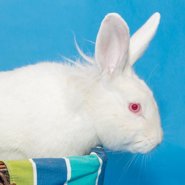 Enlarge Vermillion, a Adoptable mixed breed in Whittaker, MI image 3/3