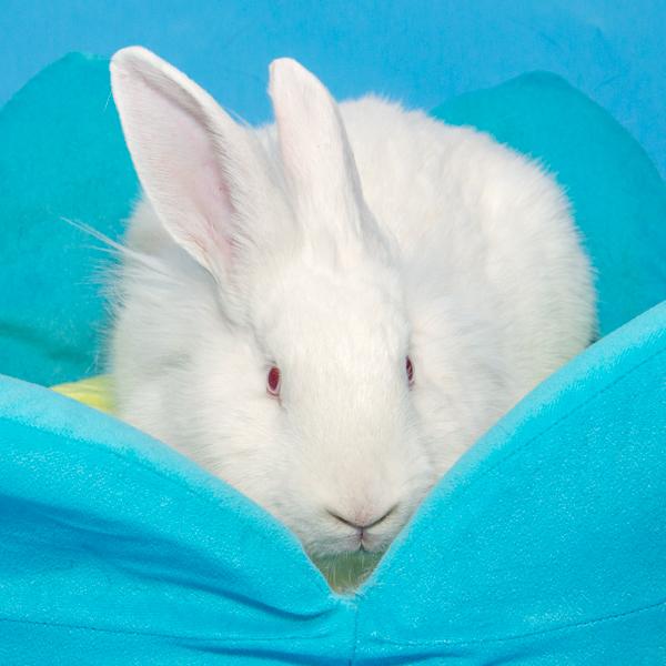 Vermillion, Adoptable, Young Male Lionhead & Flemish Giant.