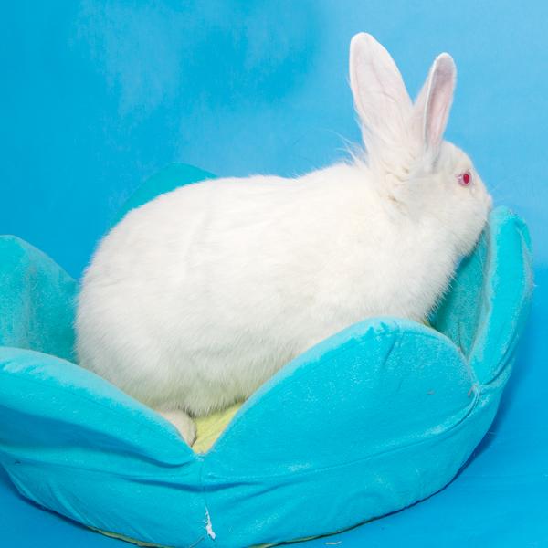 Enlarge Vermillion, a Adoptable mixed breed in Whittaker, MI image 2/3