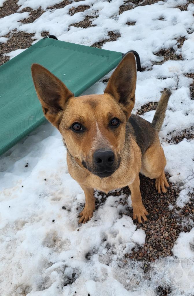 Enlarge Coda, a Adopted mixed breed in Medford, WI image 3/3