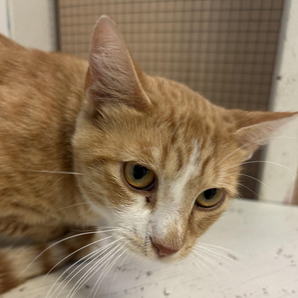 Junior, Adoptable, Young Male Domestic Short Hair.