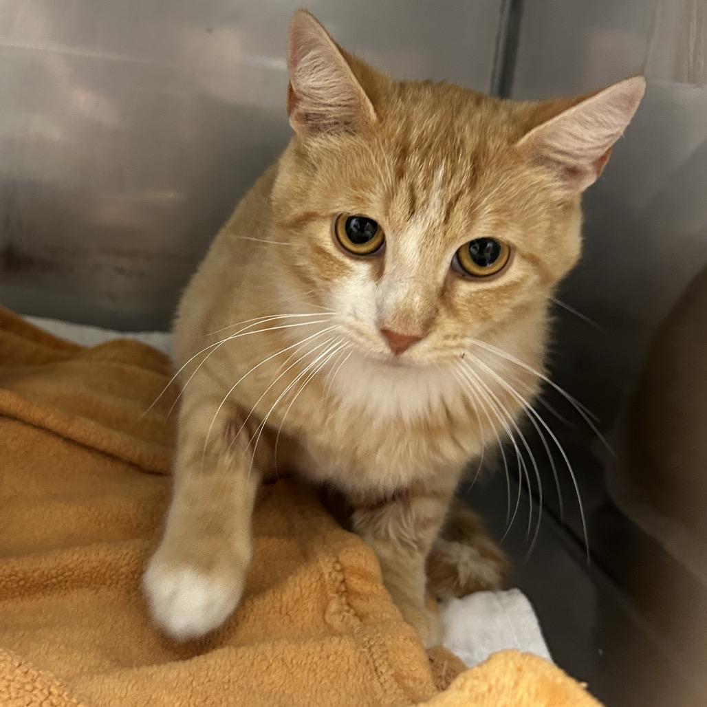 Enlarge Junior, a Adoptable Domestic Short Hair in Monroe, LA image 2/2