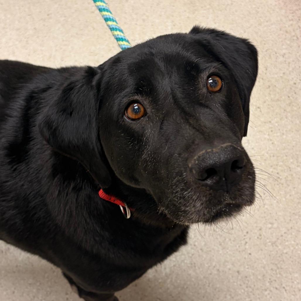 Smoke, Adoptable, Senior Male Black Labrador Retriever.