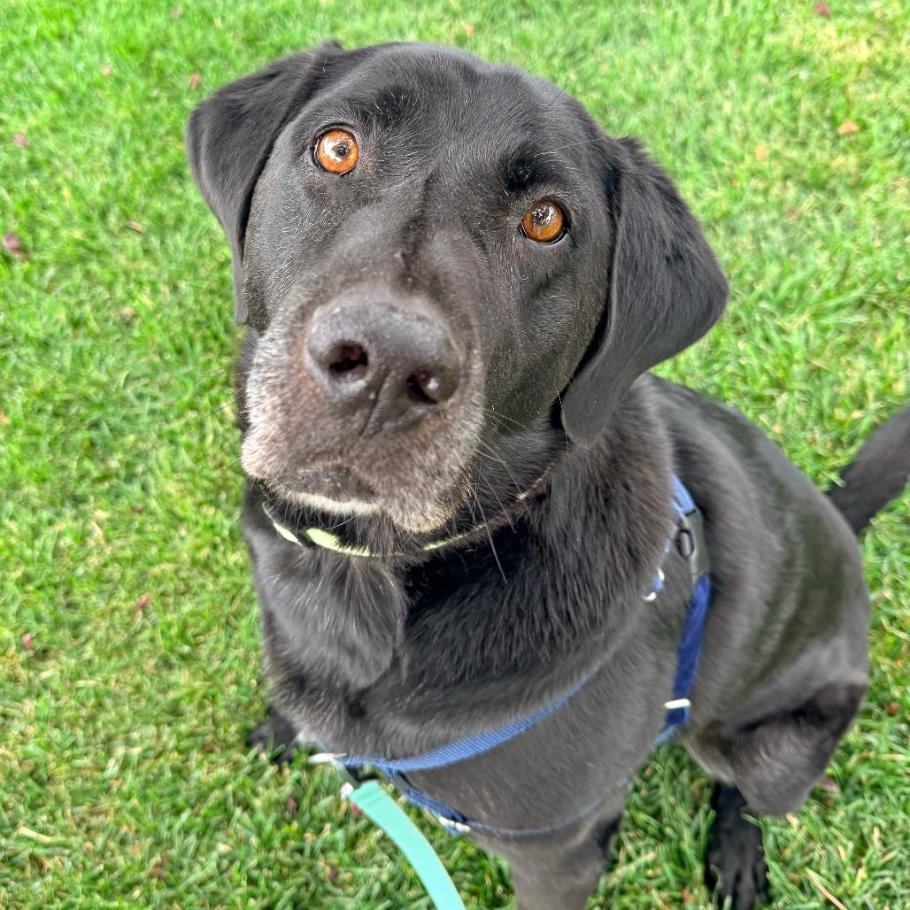Smoke, a Adoptable Black Labrador Retriever in Murray, UT image 2/3