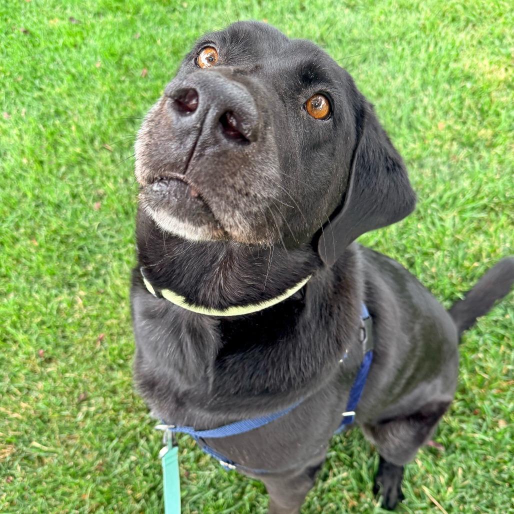 Smoke, a Adoptable Black Labrador Retriever in Murray, UT image 3/3