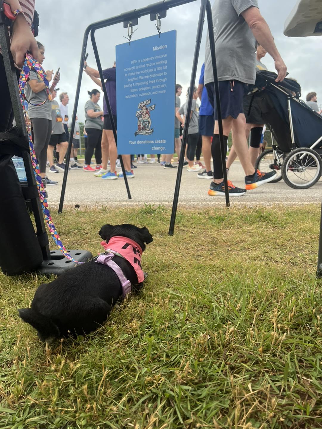 Enlarge Missy, a Adopted Chihuahua in Oklahoma City, OK image 1/6