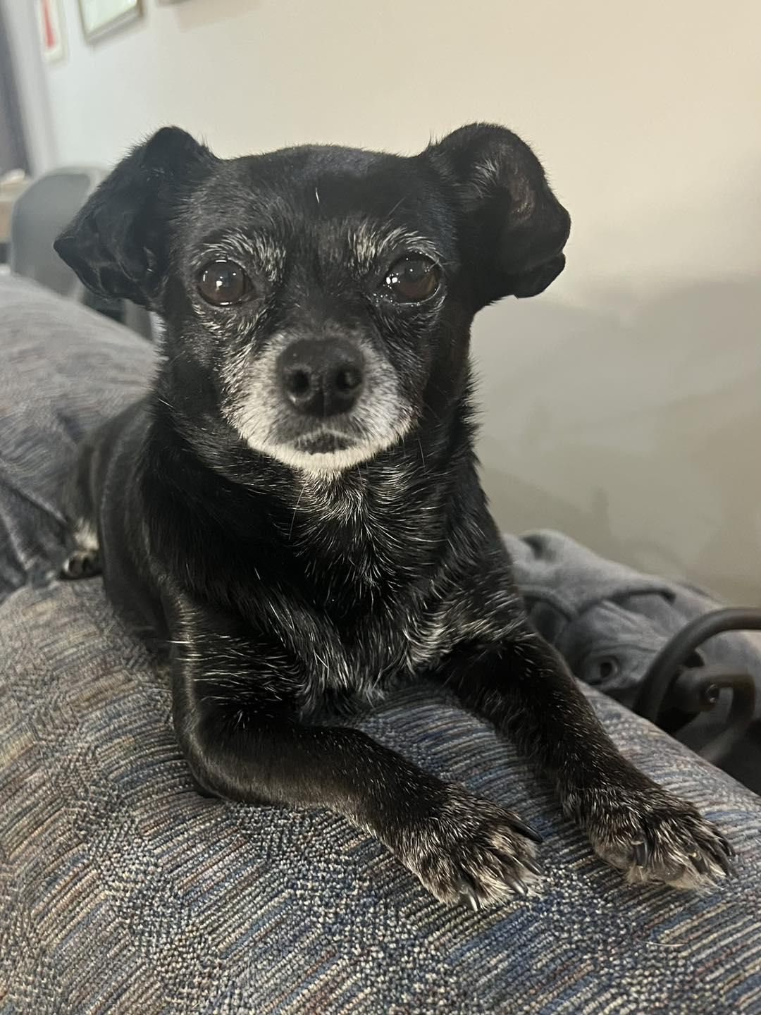 Enlarge Missy, a Adopted Chihuahua in Oklahoma City, OK image 3/6