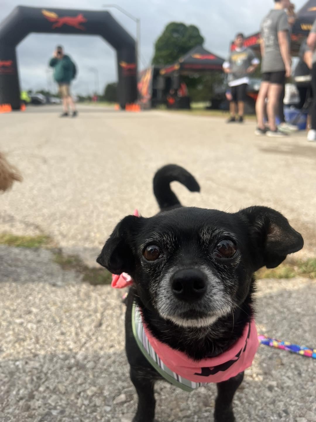 Enlarge Missy, a Adopted Chihuahua in Oklahoma City, OK image 5/6