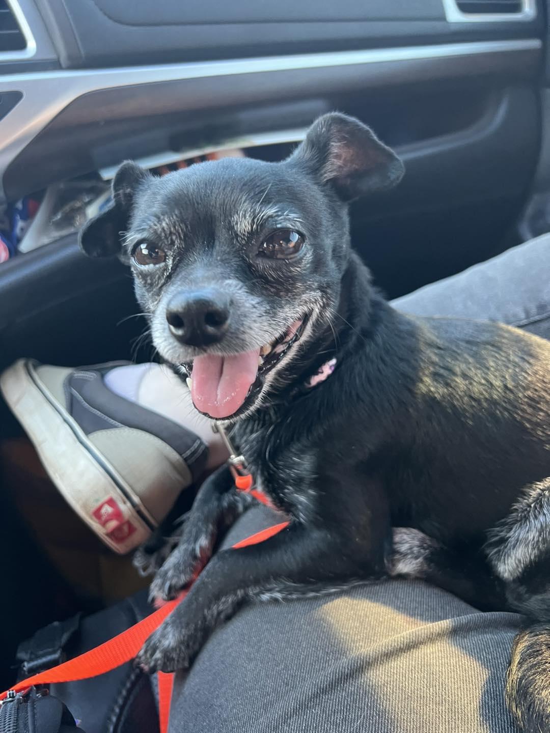 Enlarge Missy, a Adopted Chihuahua in Oklahoma City, OK image 6/6