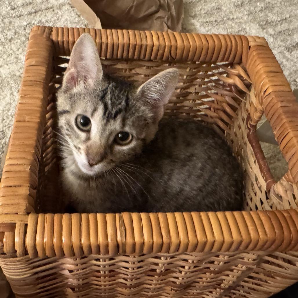 Beefy, Adoptable, Kitten Female Domestic Short Hair.