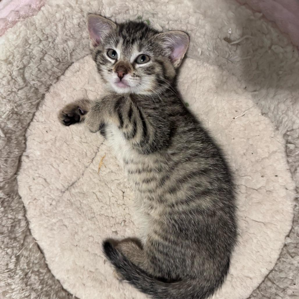 Enlarge Beefy, a Adoptable Domestic Short Hair in New York, NY image 2/6