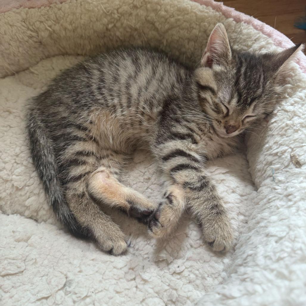 Enlarge Beefy, a Adoptable Domestic Short Hair in New York, NY image 5/6