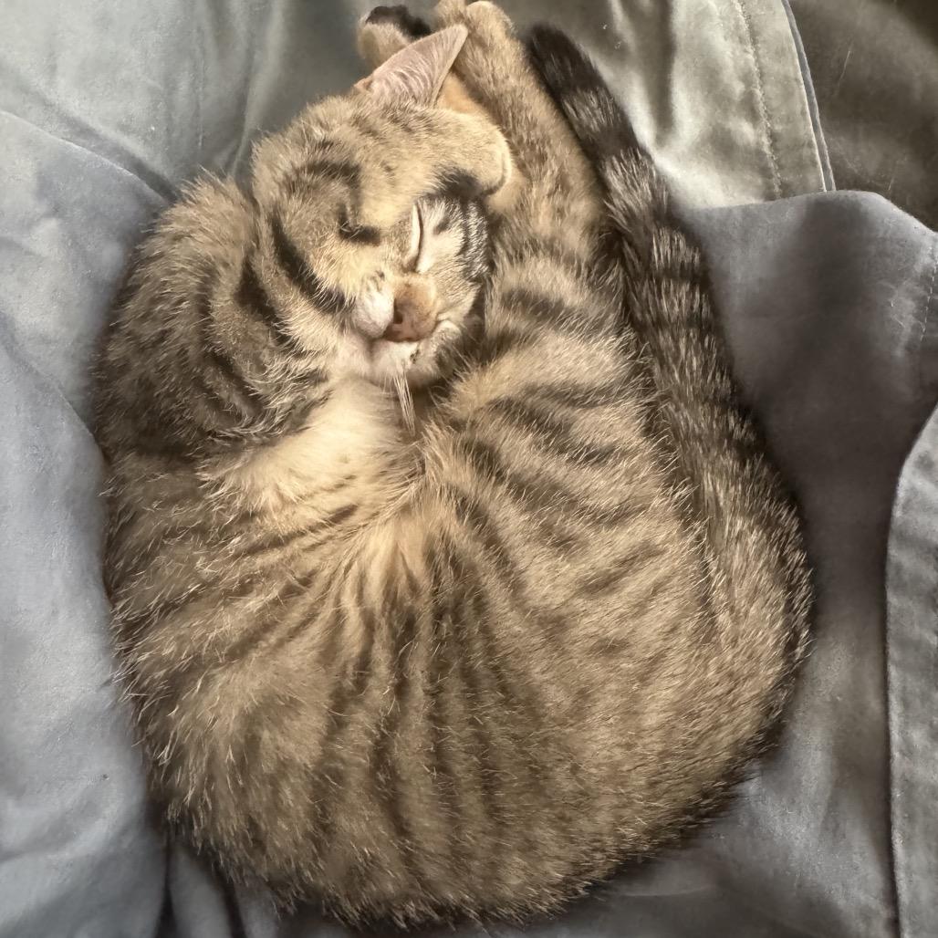Enlarge Beefy, a Adoptable Domestic Short Hair in New York, NY image 4/6