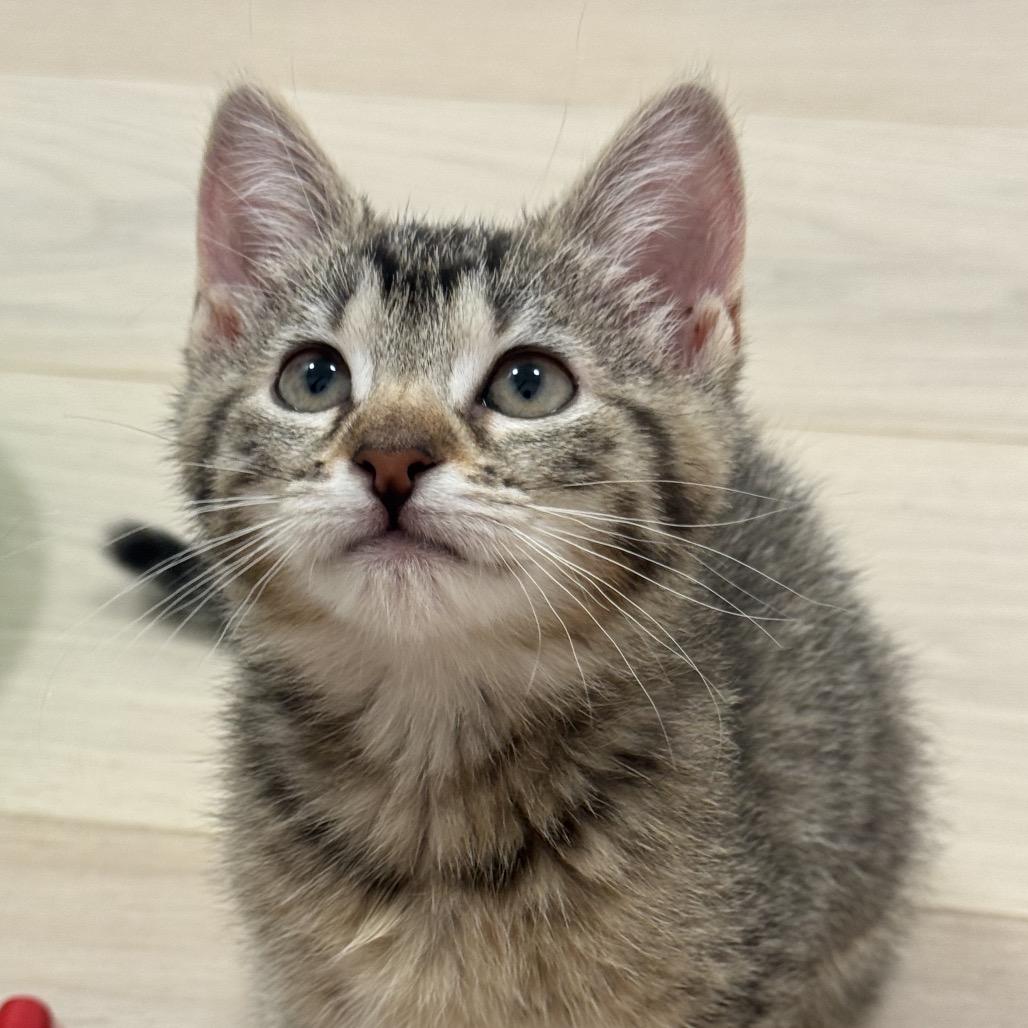 Enlarge Beefy, a Adoptable Domestic Short Hair in New York, NY image 5/6