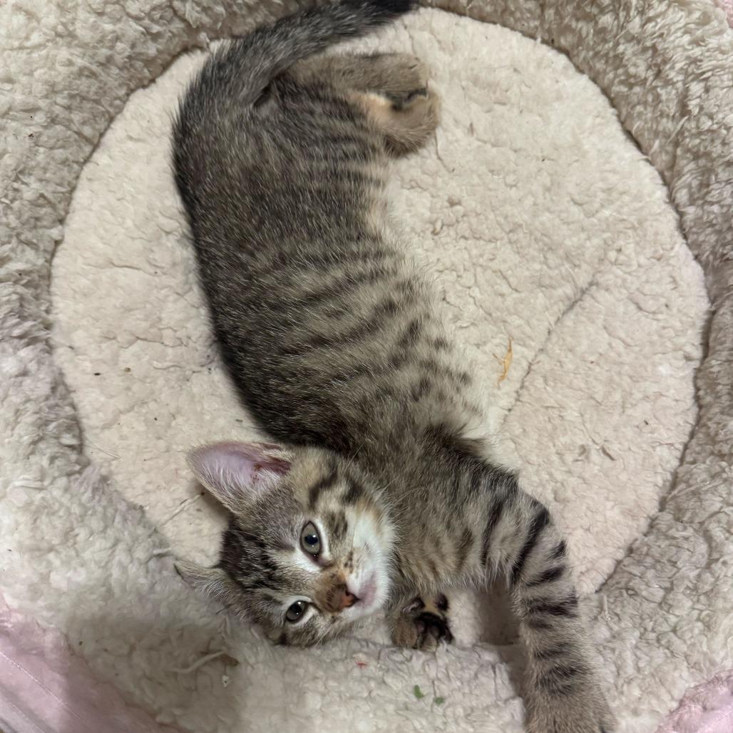 Enlarge Beefy, a Adoptable Domestic Short Hair in New York, NY image 6/6