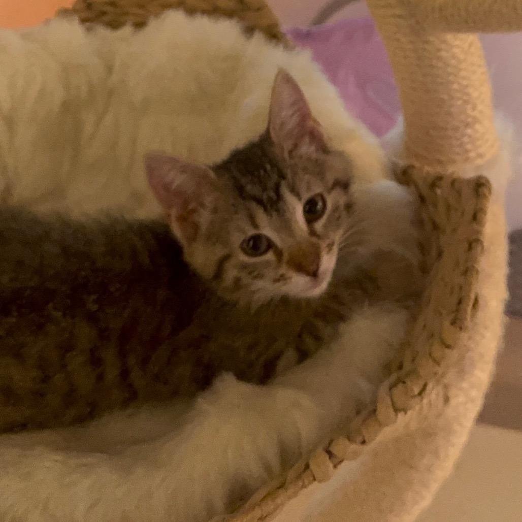 Enlarge Beefy, a Adoptable Domestic Short Hair in New York, NY image 6/6