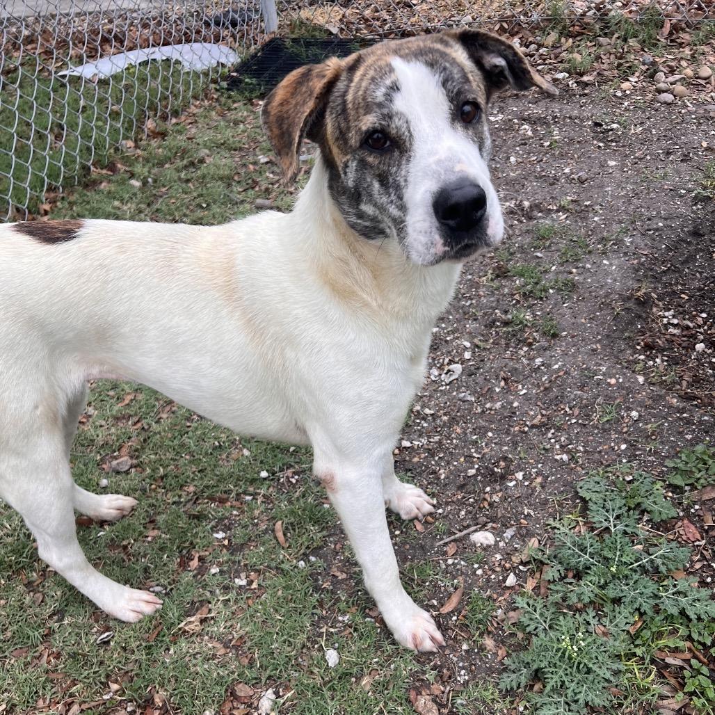 Vixen, Adoptable, Adult Female Terrier & Mixed Breed.