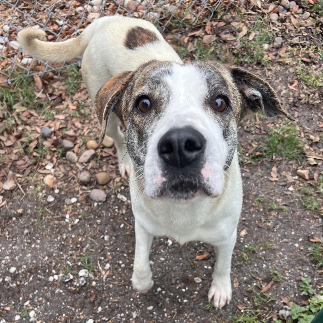 Enlarge Vixen, a Adoptable mixed breed in Corpus Christi, TX image 2/6