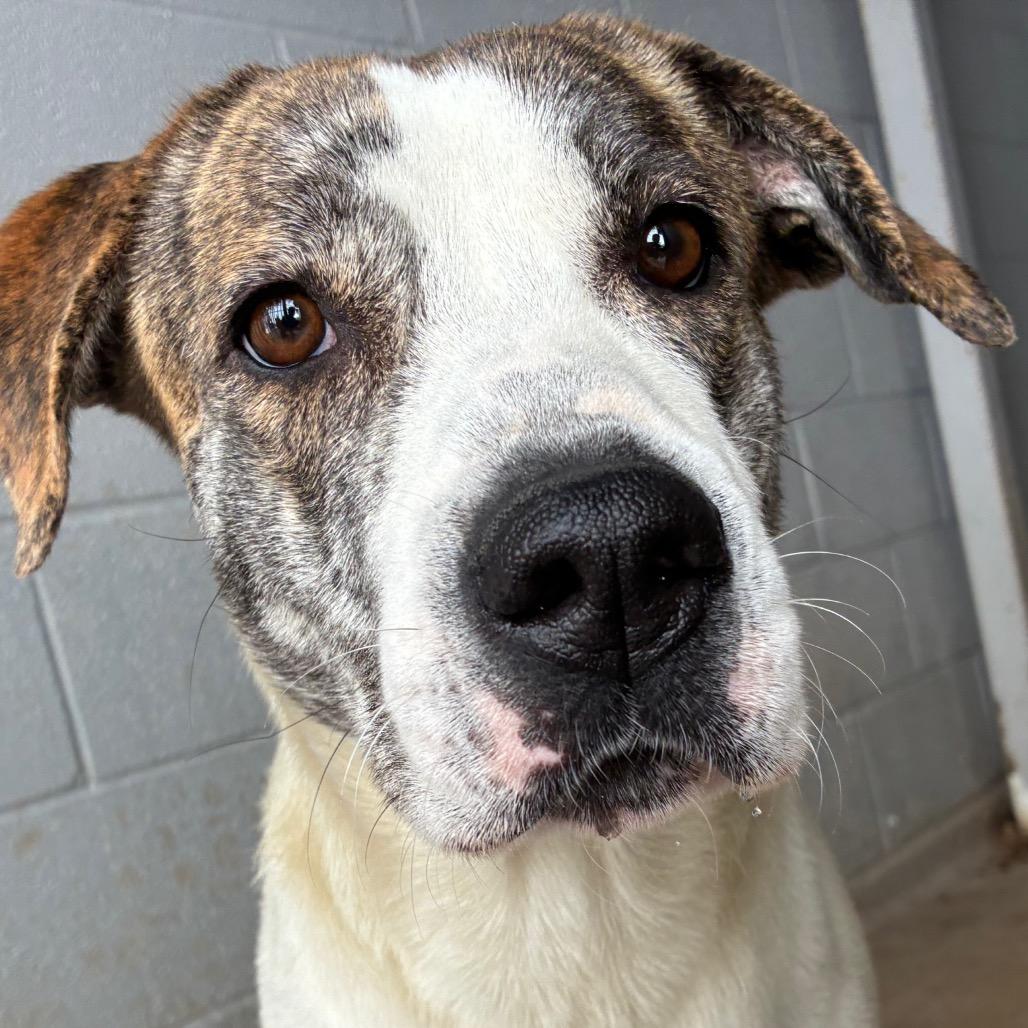 Enlarge Vixen, a Adoptable mixed breed in Corpus Christi, TX image 3/6