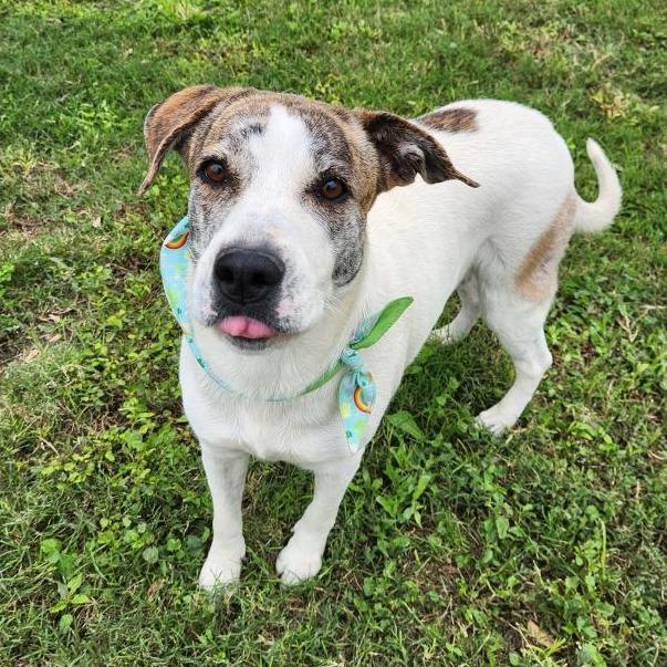 Enlarge Vixen, a Adoptable mixed breed in Corpus Christi, TX image 4/6