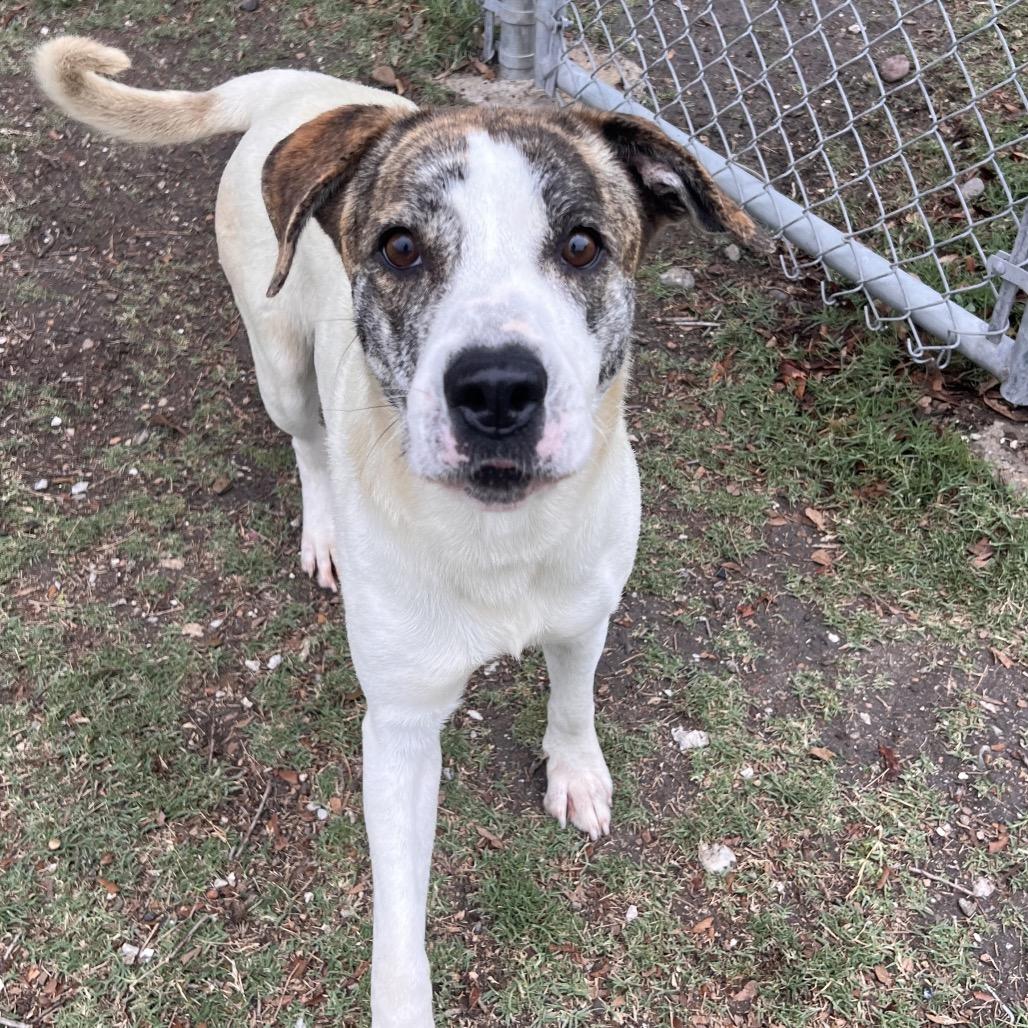 Enlarge Vixen, a Adoptable mixed breed in Corpus Christi, TX image 5/6