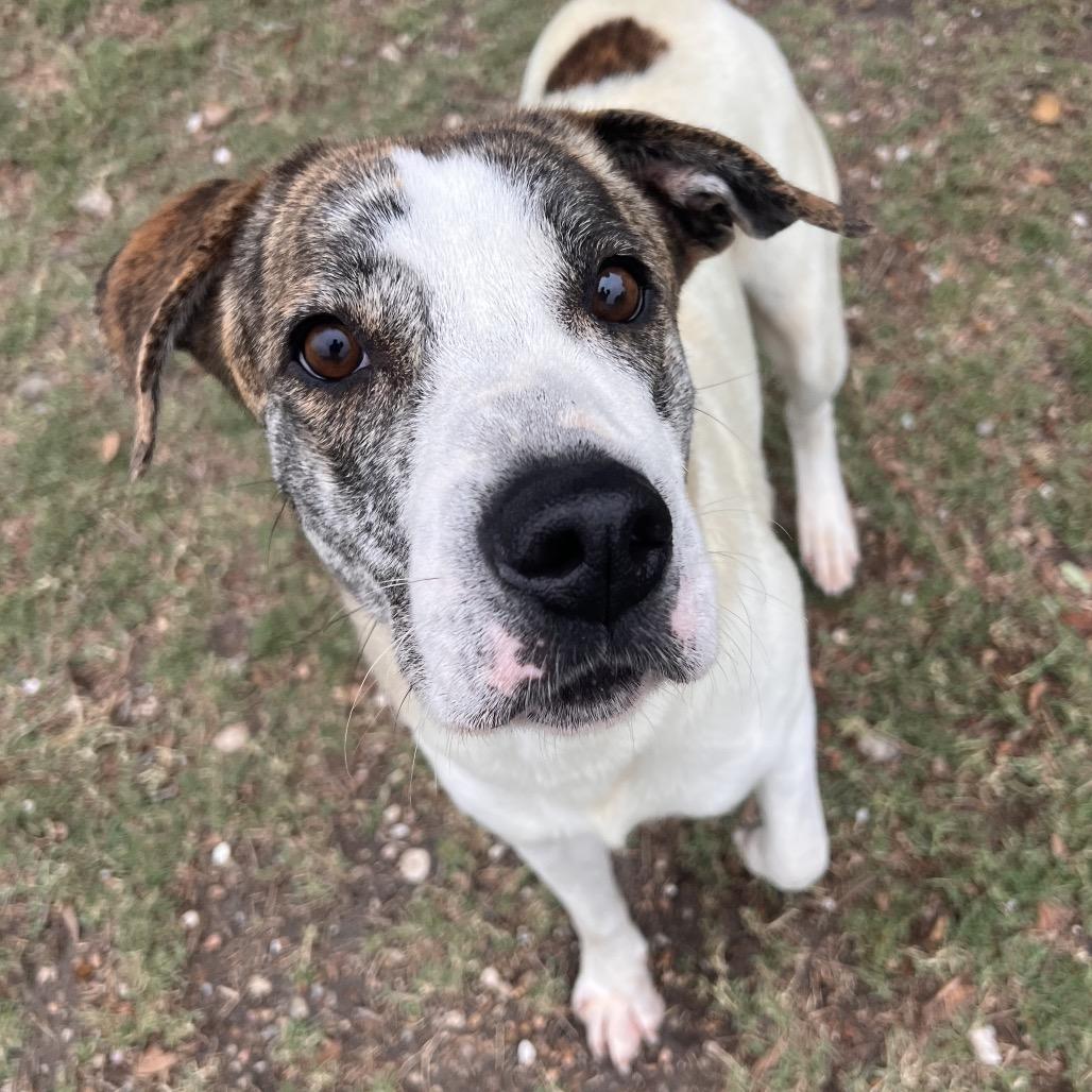 Enlarge Vixen, a Adoptable mixed breed in Corpus Christi, TX image 6/6