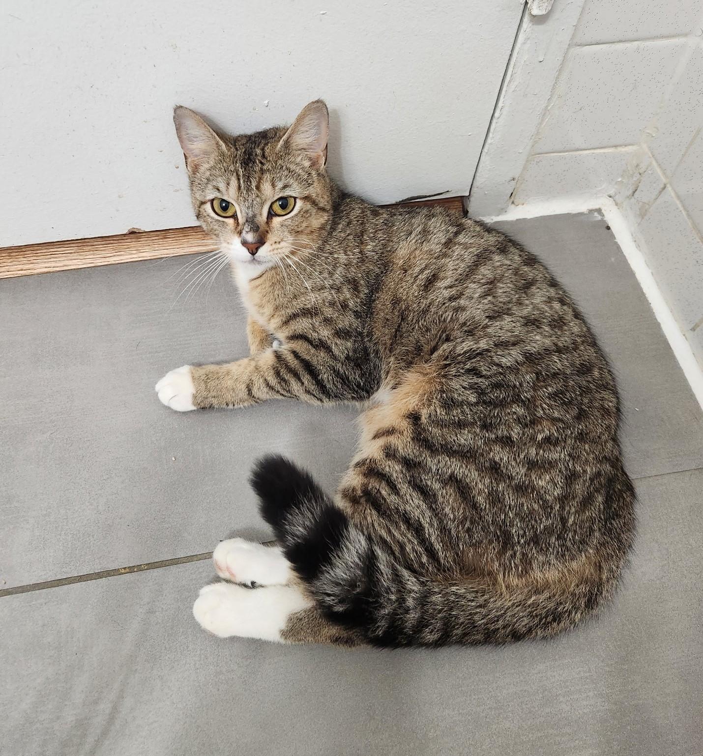 Enlarge Eve, an adopted mixed breed in New York, NY image 3/5