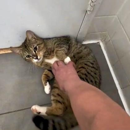 Enlarge Eve, an adopted mixed breed in New York, NY image 4/5