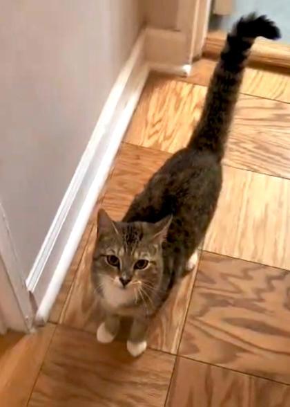 Enlarge Eve, an adopted mixed breed in New York, NY image 5/5