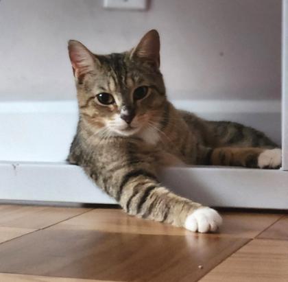 Eve, adopted, Young Female Domestic Short Hair.