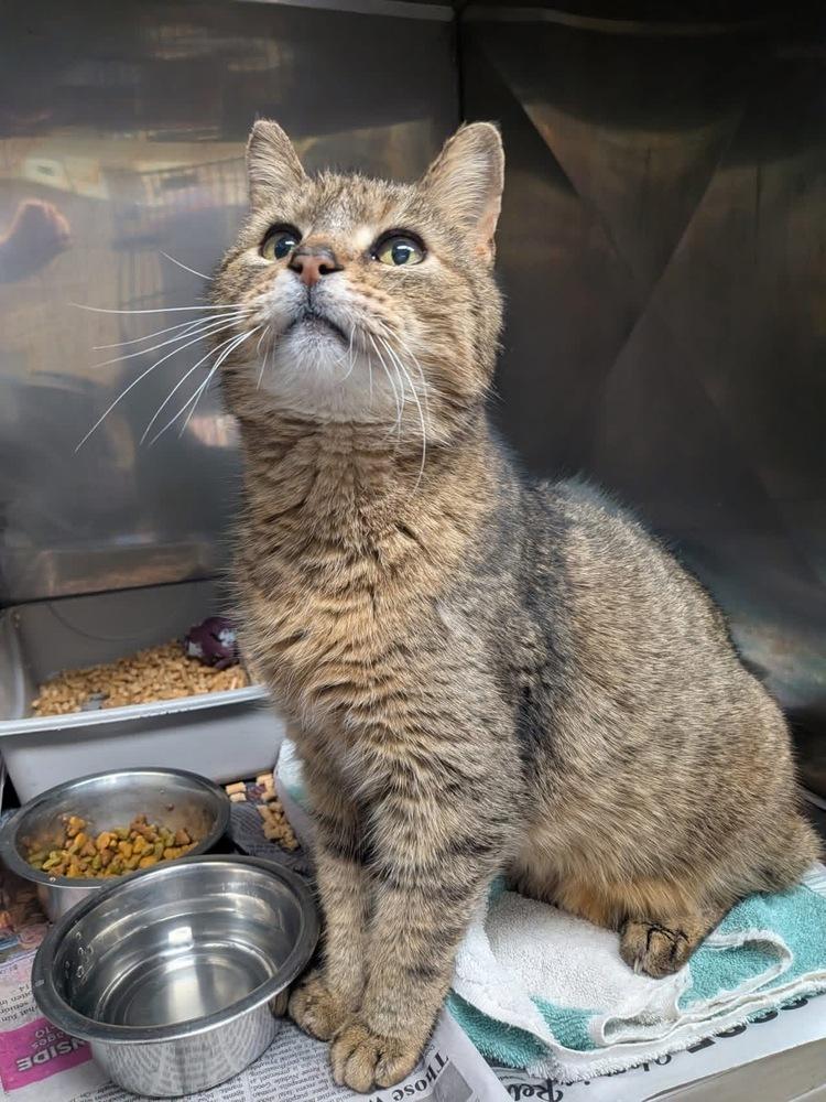 Enlarge Scout, a Adopted Domestic Short Hair in Youngsville, NC image 1/1