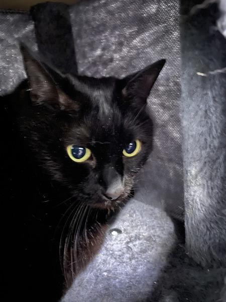 Enlarge Mim, a Adoptable mixed breed in Sechelt, BC image 1/1