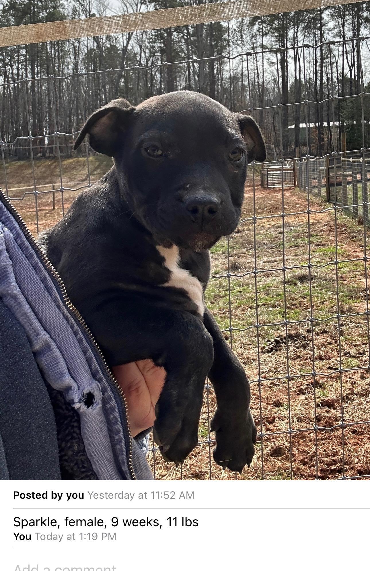 Sparkle (Olivia), a Adoptable Pit Bull Terrier in Bellmawr, NJ image 1/4