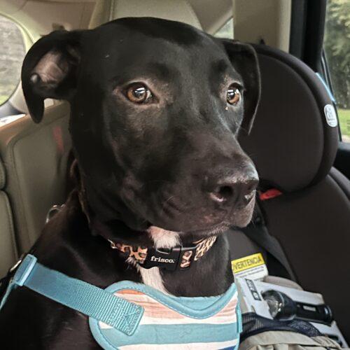Sparkle (Olivia), Adoptable, Young Female Pit Bull Terrier.