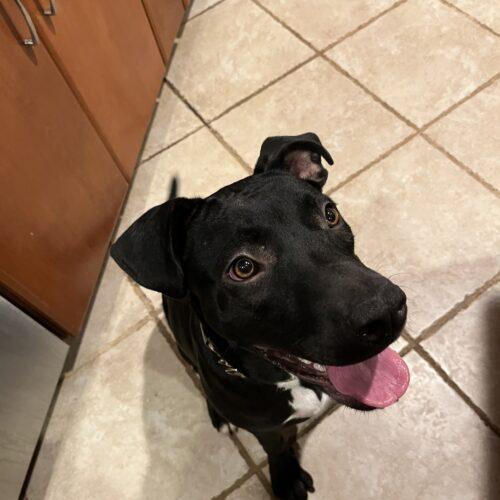 Enlarge Sparkle (Olivia), a Adoptable Pit Bull Terrier in Bellmawr, NJ image 2/6
