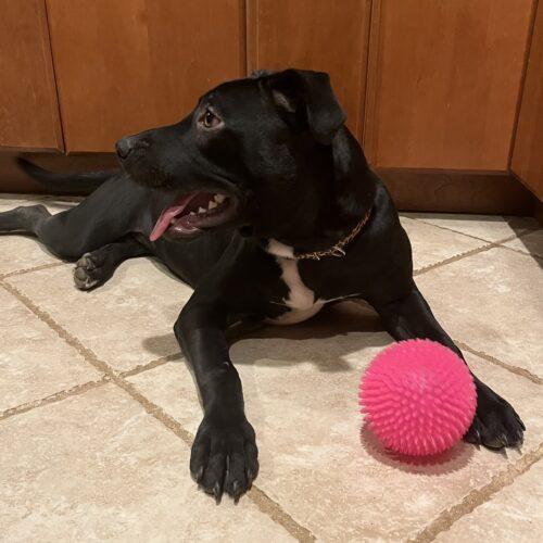 Enlarge Sparkle (Olivia), a Adoptable Pit Bull Terrier in Bellmawr, NJ image 3/6