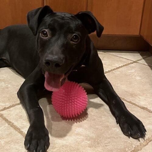 Enlarge Sparkle (Olivia), a Adoptable Pit Bull Terrier in Bellmawr, NJ image 4/6