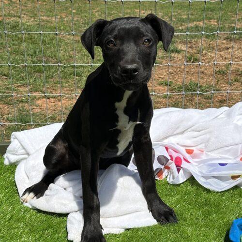Enlarge Sparkle (Olivia), a Adoptable Pit Bull Terrier in Bellmawr, NJ image 5/6