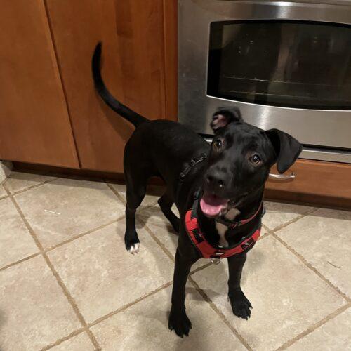 Enlarge Sparkle (Olivia), a Adoptable Pit Bull Terrier in Bellmawr, NJ image 6/6