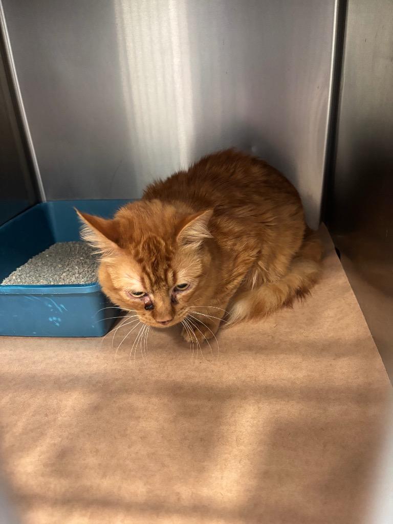 Judge, Adoptable, Young Male Domestic Short Hair.