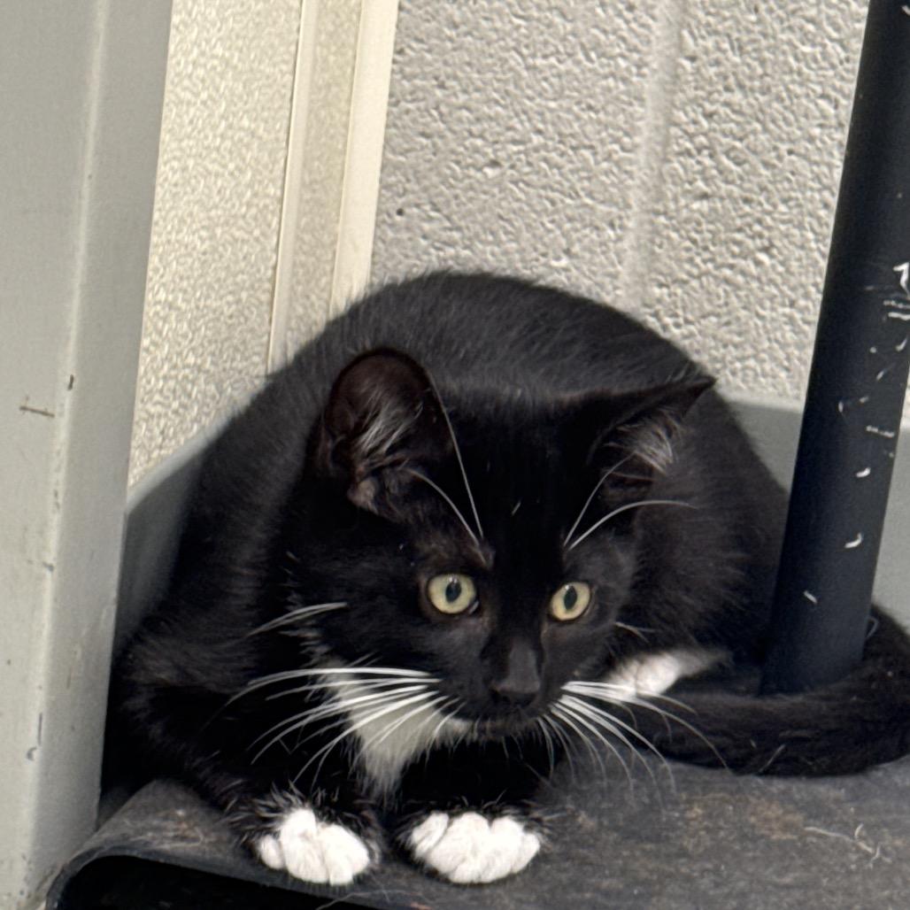 Kristoff, Adoptable, Kitten Male Domestic Short Hair & Domestic Short Hair.