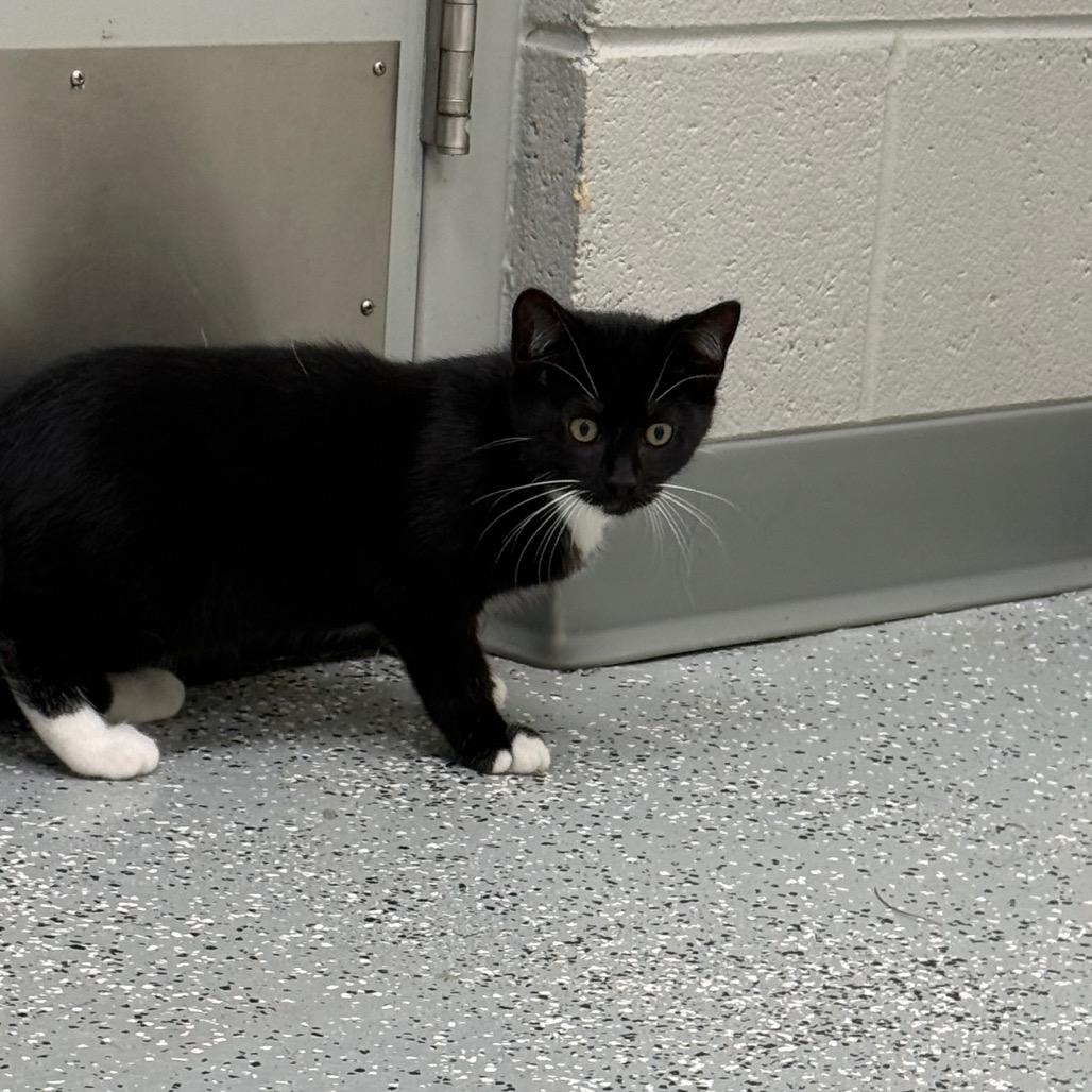 Enlarge Kristoff, a Adoptable mixed breed in Galax, VA image 4/4