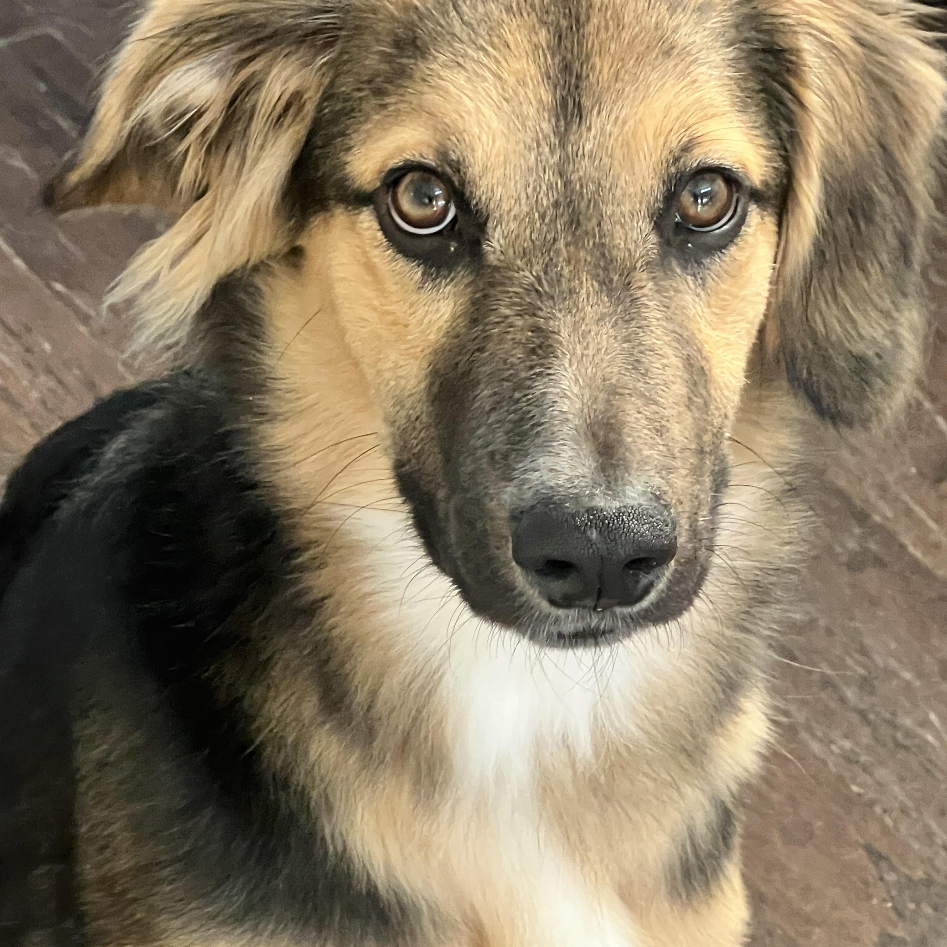 Enlarge Buster Brown, a ADOPTABLE mixed breed in Spring, TX image 1/3